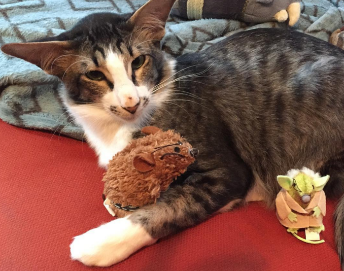 kylocat2
