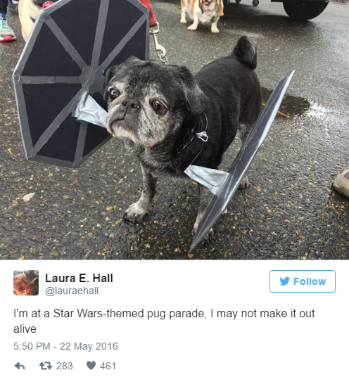 2016-05-23 12_20_35-Star Wars pug parade happened and the costume highlights are spectacular _ Metro